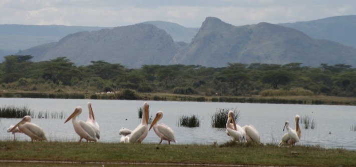 African Safari Kenya, Lake Elmenteita