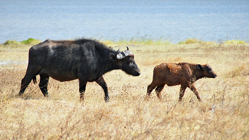 Madre y cría de Búfalo Africano