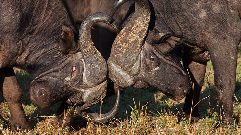 sparing Buffalo