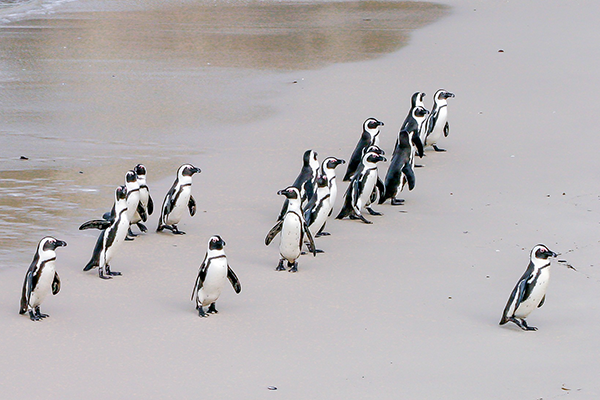 African Penguins