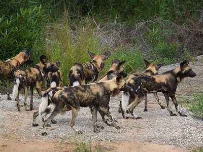 African Wild Dog Pack