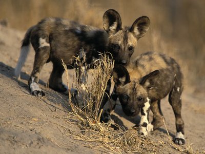 African Wild Dog Pups