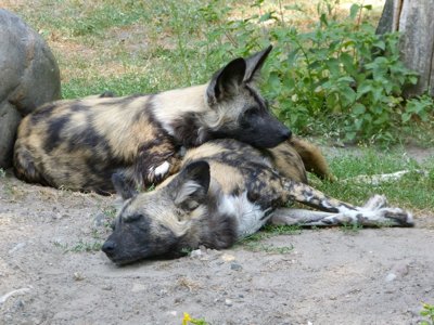 African Wild Dogs Sleeping