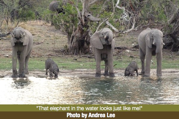 Andrea Lee's Elephant Photo