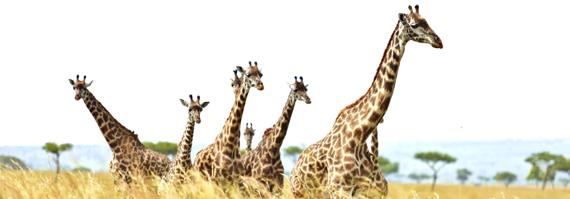 A Journey of Giraffes on the Maasai Mara