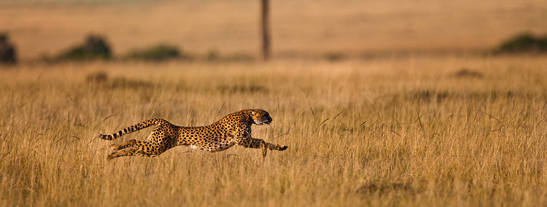 Cheetah Sprint