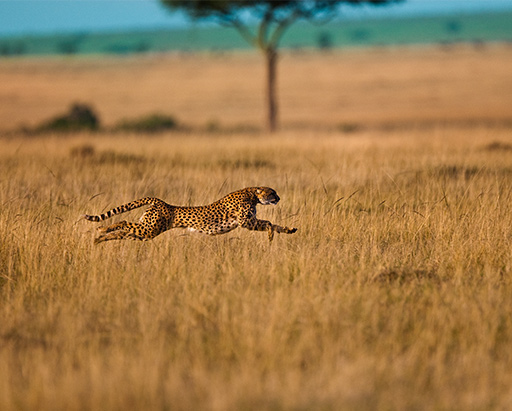 Cheetah Sprint