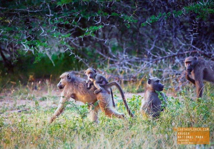 Baboons Kruger National Park, South Africa