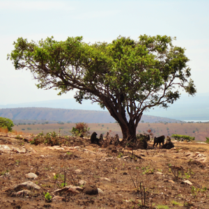 Baboons Gather Under a Tree in Akagera
