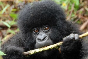 Gorilla Trekking Rwanda Gorilla Trekking Rwanda