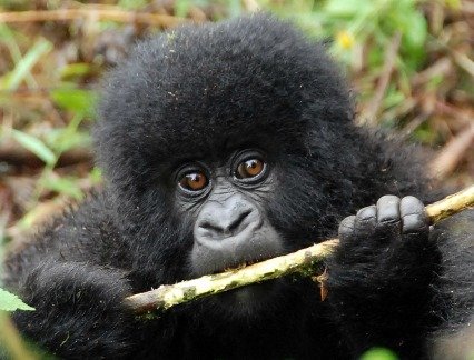 A baby gorilla in Uganda