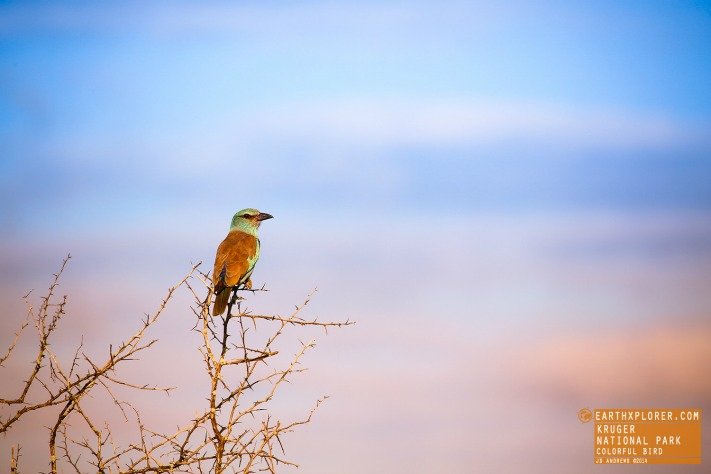 Bird in the Kruger National Park, South Africa