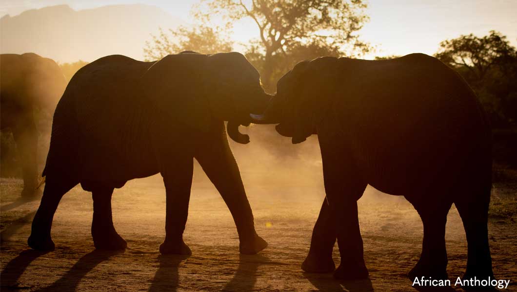 Elephants in Botswana