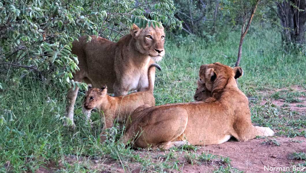 Lions in Botswana