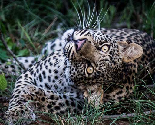 Leopard - African Anthology