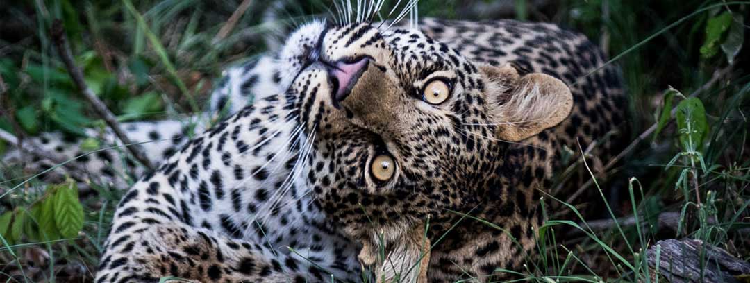 Leopard - African Anthology