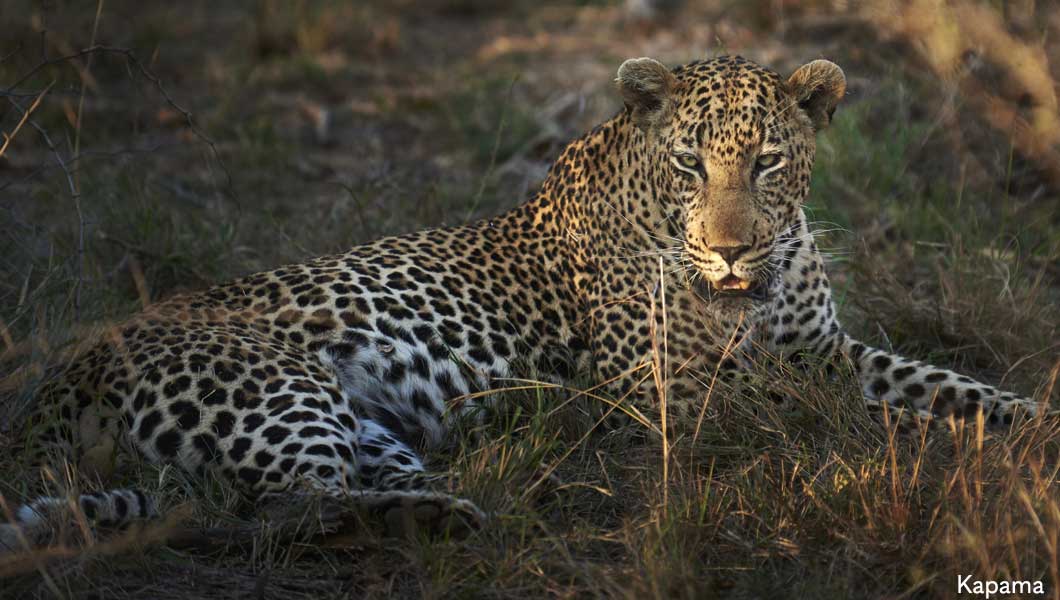 Leopard at Kapama