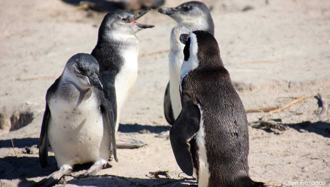 Penguins at Boulders Beach