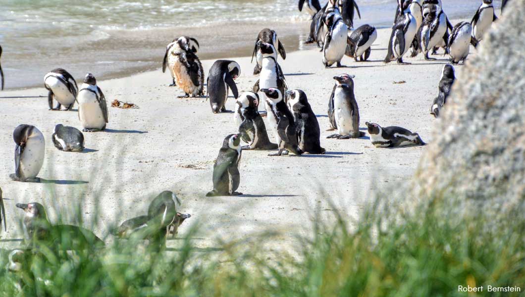 African Penguin Tuxedo