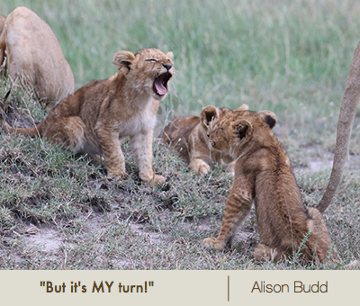 Alison Budd Lion Cubs