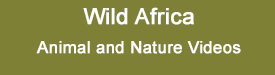 Wild Africa Videos