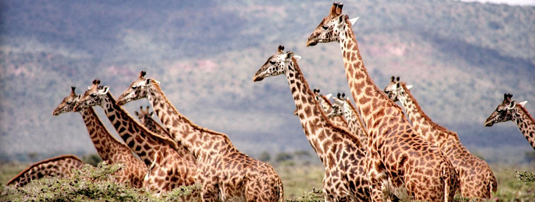 Giraffe Family