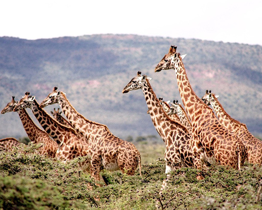 Giraffe Family