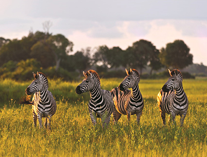 Zebras