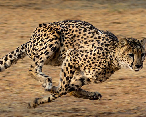 Cheetah