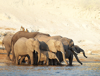 Elephants drinking