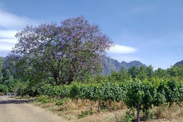 Vineyard at Cafe BonBon