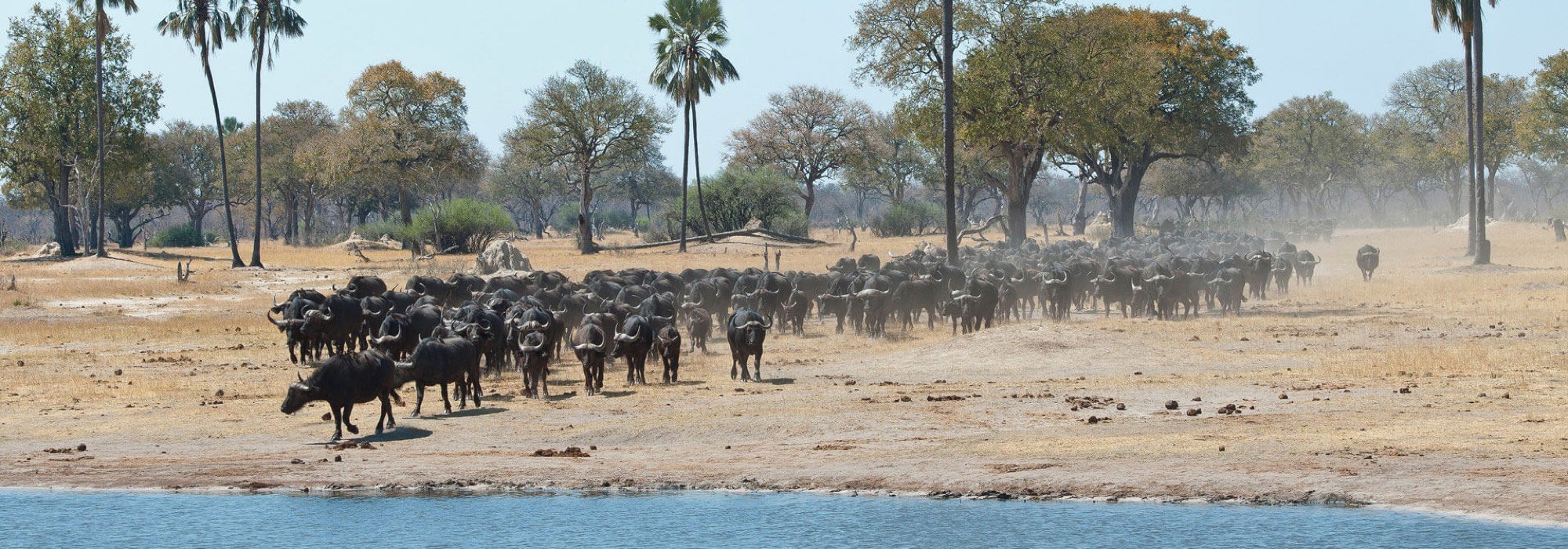 Cape Buffalo