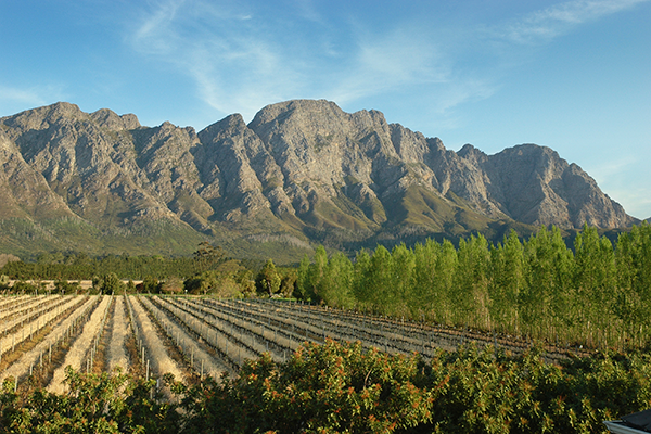 Cape Winelands