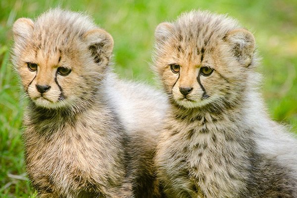 Cheetah Cubs