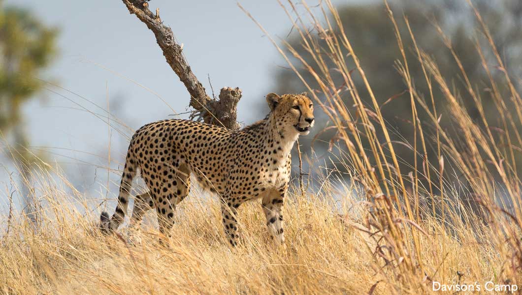 Cheetah at Davison's Camp Cheetah at Davison's Camp