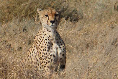 Cheetah in Tanzania