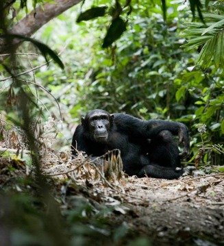 Chimpanzee in Mahale, Tanzania