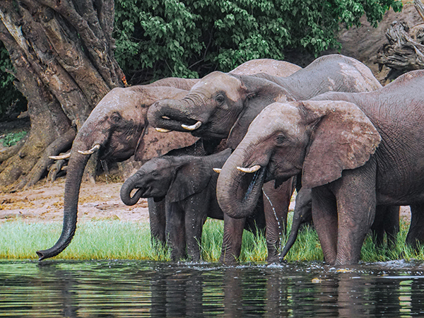Elephants at Chobe National Game Park