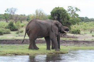 Elephant at Chobe River