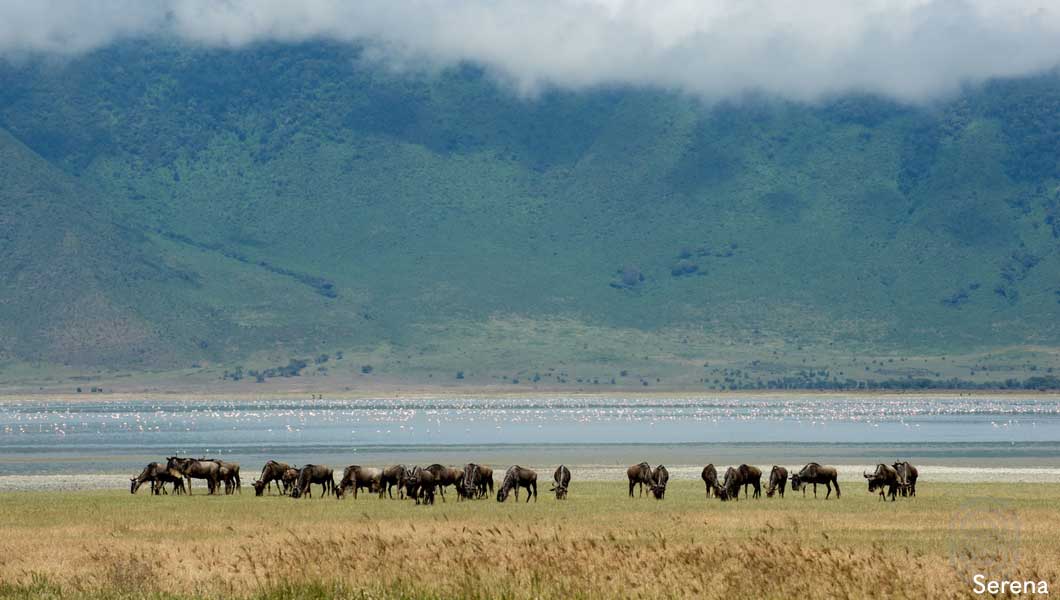 Wildebeest in the Serengeti