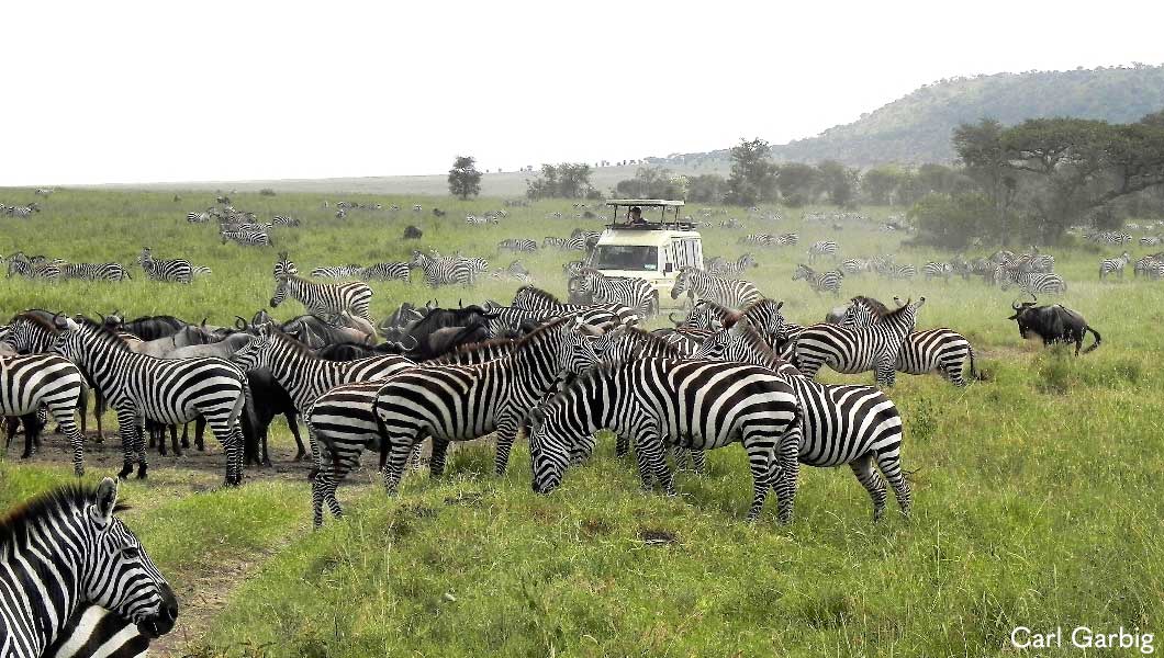 Zebras on a Game Drive -Carl Garbig