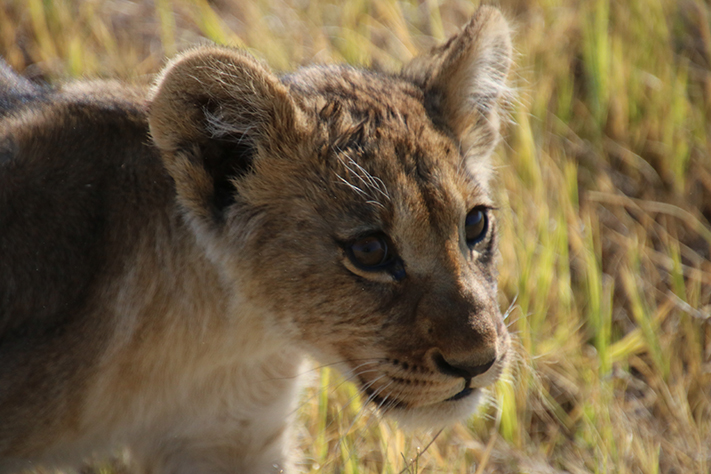 baby lion cub