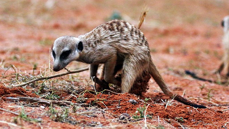 Digging Meerkat