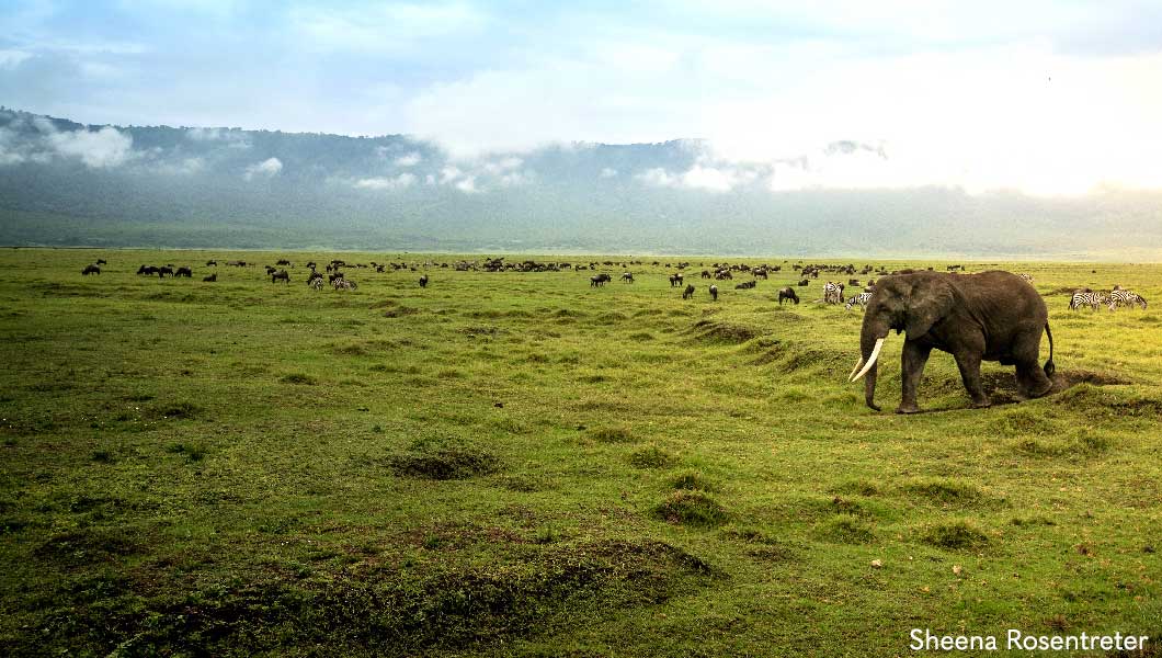 Elephant at Ngorongoro Crater - Sheena Rosentreter