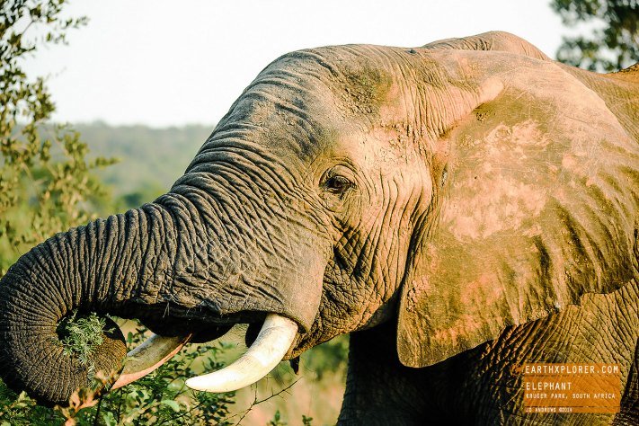 Elephant Kruger National Park, South Africa