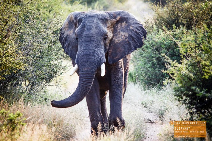 Elephant Kruger National Park, South Africa