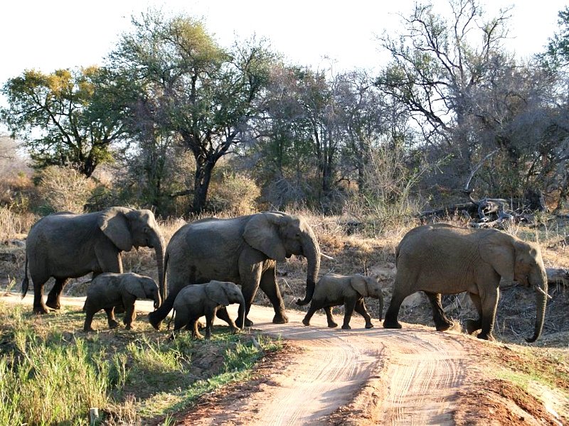 An elephant herd