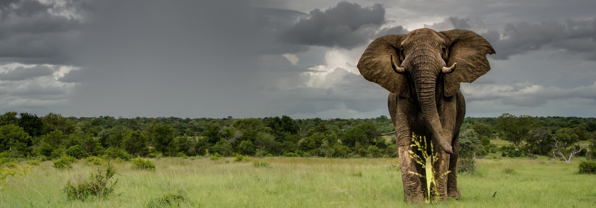 Elephant at Sabi Sabi