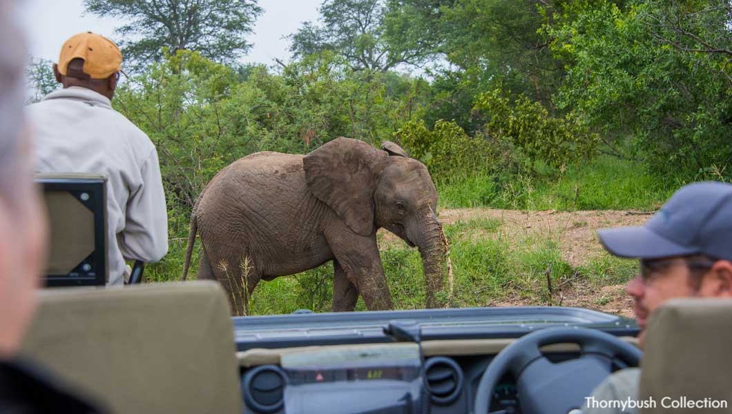 Elephant at Thornybush