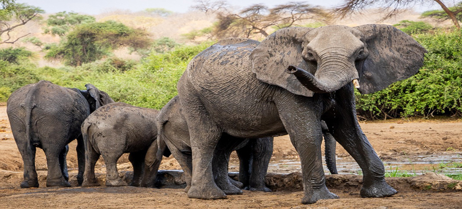 Family of elephants at Elephant Valley Lodge